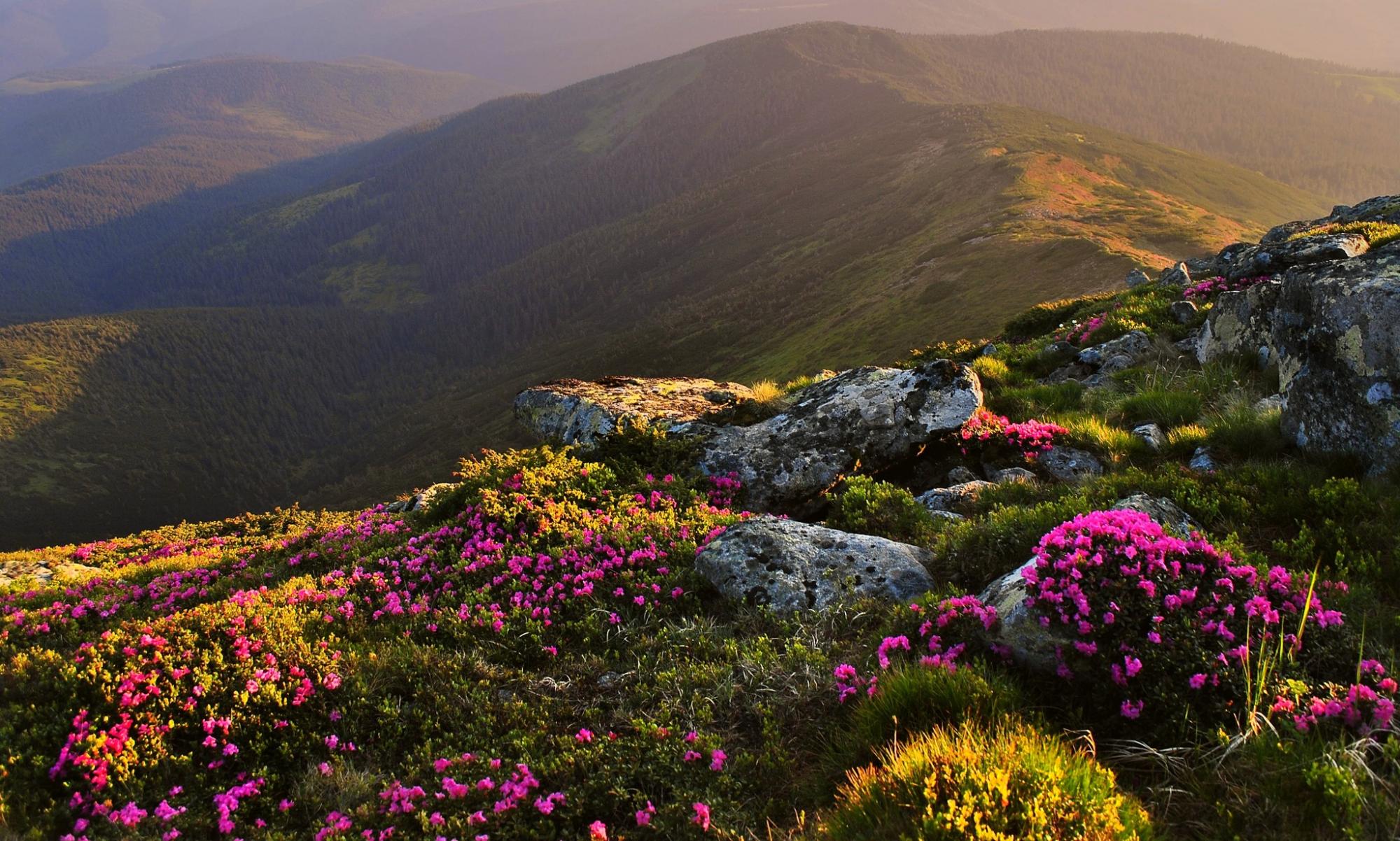 У Карпатах квітне червона рута. Як вона виглядає і де її шукати (фото)